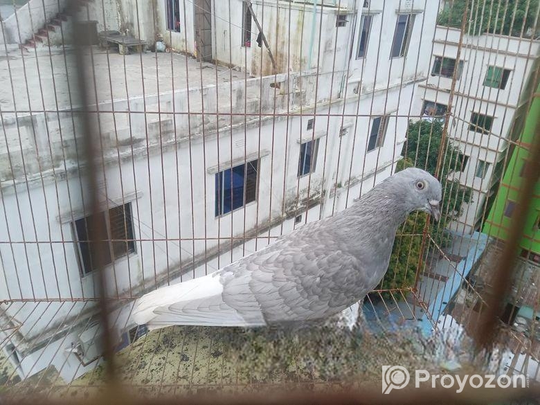 Running Silver Musaldom Nor