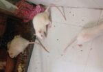 সুইস অ্যাবিনো মাইস (বিগ সাইজ)