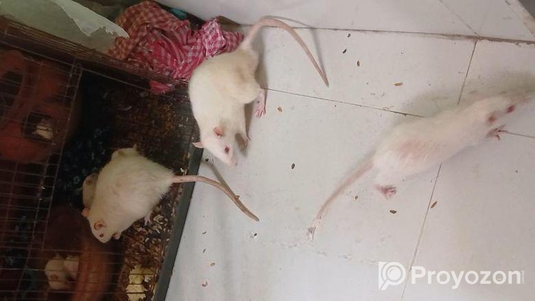 সুইস অ্যাবিনো মাইস (বিগ সাইজ)