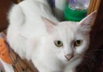 Persian Mix (high Quality)