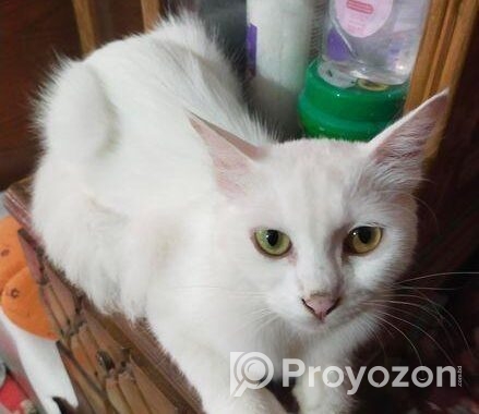 Persian Mix (high Quality)