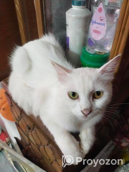 Persian Mix (high Quality)