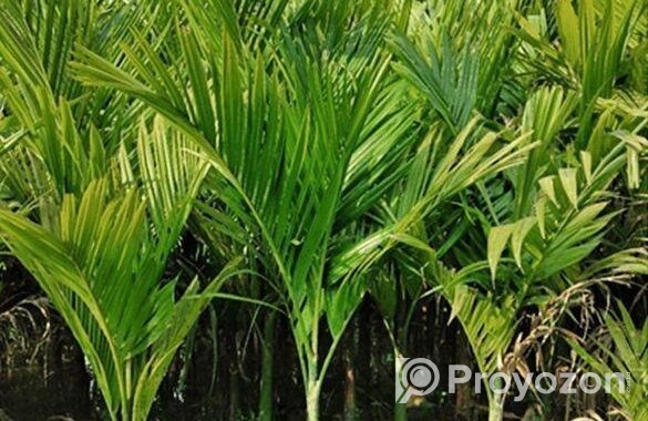 সুপারি চারা sell post