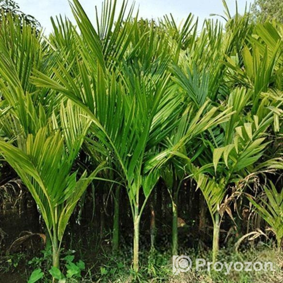 সুপারি চারা sell post