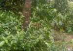জমি বিক্রয়