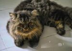 Persian Cat Tiger Colour (Male)