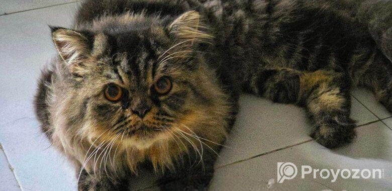Persian Cat Tiger Colour (Male)