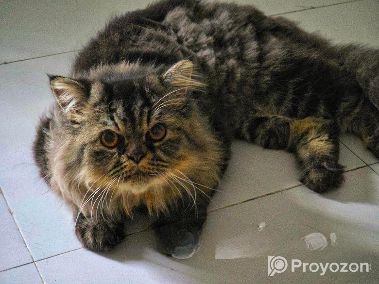 Persian Cat Tiger Colour (Male)