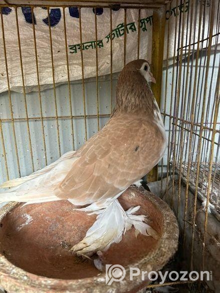 এক জোরা লাহোরি সিরাজি কবুতর বিকরি করমু