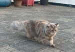 Traditional Female Persian cat