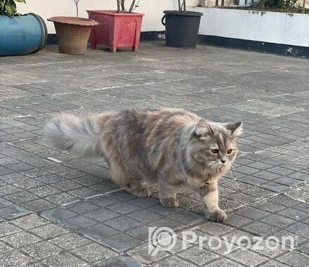 Traditional Female Persian cat