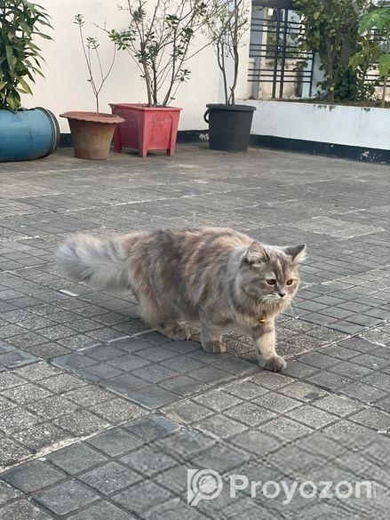 Traditional Female Persian cat