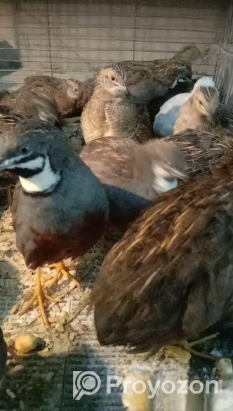 ক্ল্যাসিক কিং কোয়েল