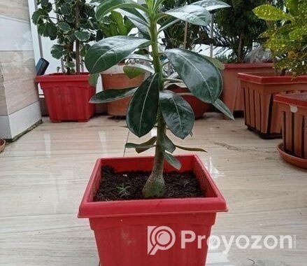 এ্যডোনিয়াম বিক্রি