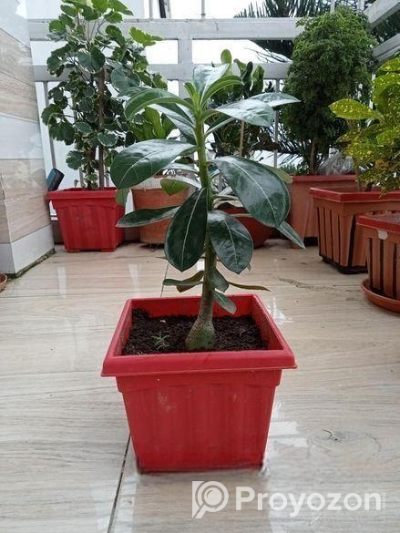 এ্যডোনিয়াম বিক্রি