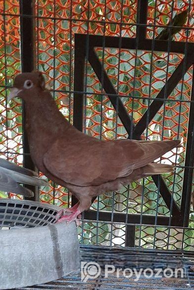 দেশি বোম্বাই মাদি