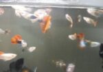 একুরিয়াম ফিস