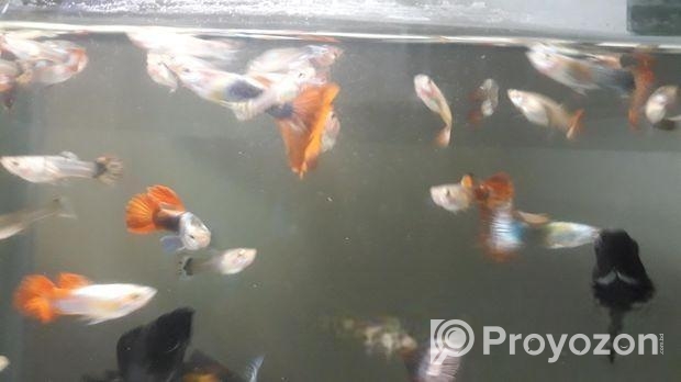 একুরিয়াম ফিস