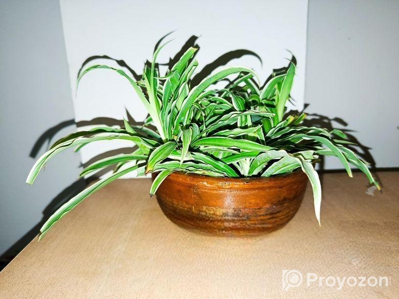 স্পাইডার প্ল্যান্ট