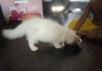 Traditional Persian kittens