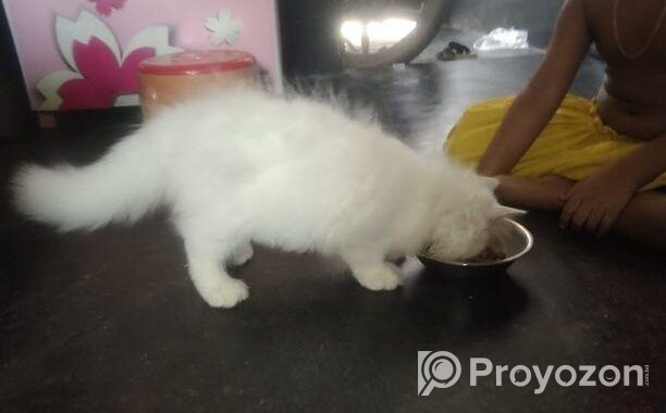 Traditional Persian kittens