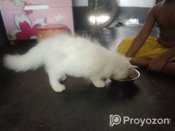 Traditional Persian kittens