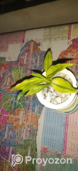 ফুলটব এবং গাছ সহ