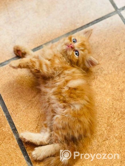 Traditional Persian Male