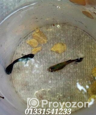 ব্ল্যাকমস্কো গাপ্পি