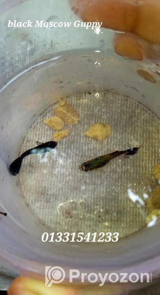 ব্ল্যাকমস্কো গাপ্পি