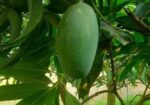 নাক ফজলী আম