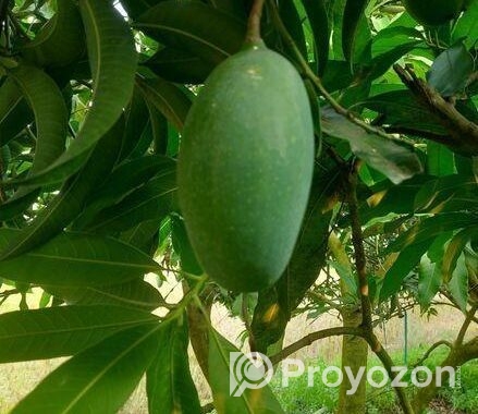 নাক ফজলী আম