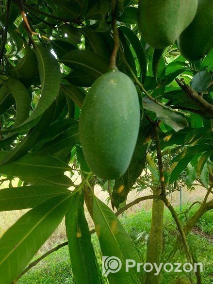 নাক ফজলী আম