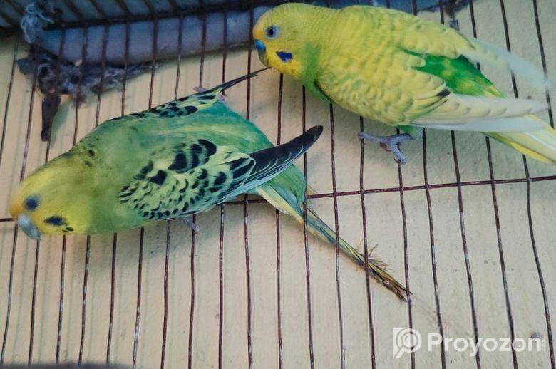 বাজিগার পাখি