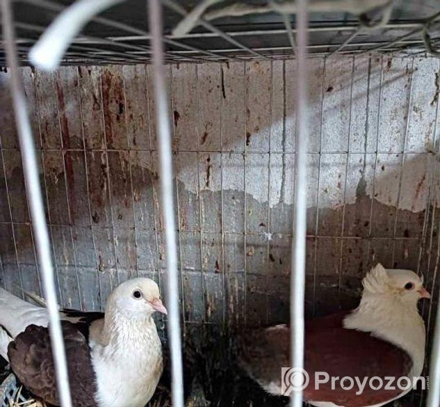 কবুতর বিক্রয়