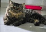 Persian Cat Tiger Colour (Male)