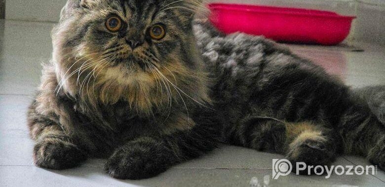 Persian Cat Tiger Colour (Male)