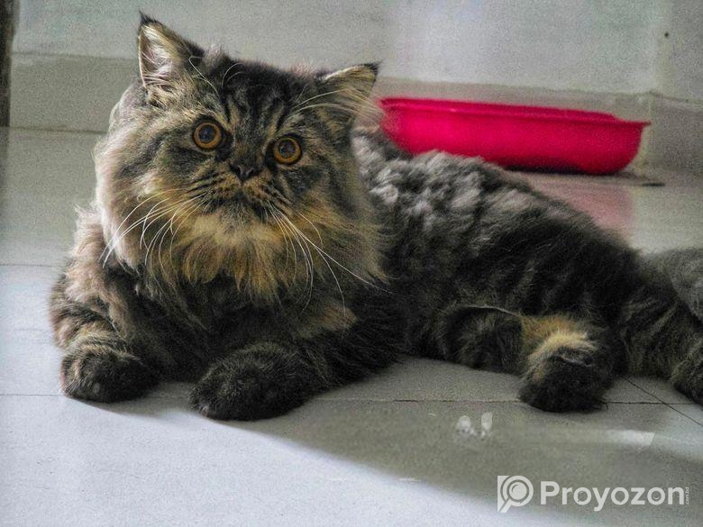 Persian Cat Tiger Colour (Male)