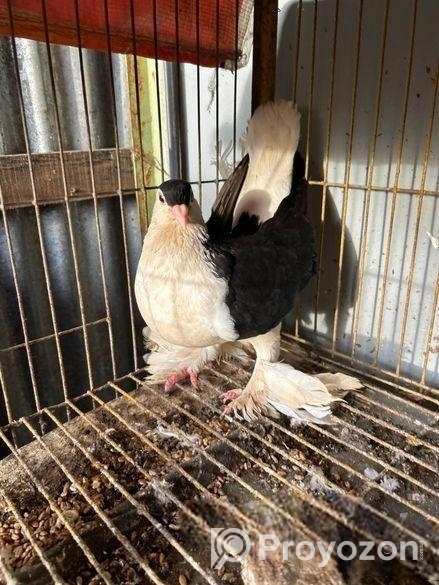 এক জোরা লাহোরি সিরাজি কবুতর বিকরি করমু