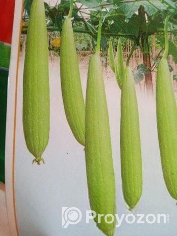 হাইব্রিড ধুন্দল বীজ