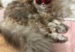 Traditional Female Persian cat