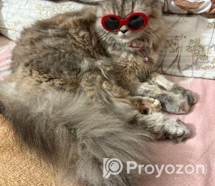 Traditional Female Persian cat