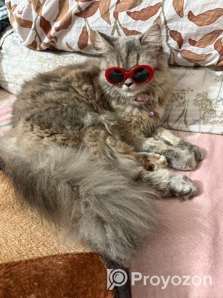 Traditional Female Persian cat