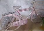 Bicycle For Sell