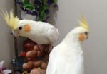 Cocotell Bird