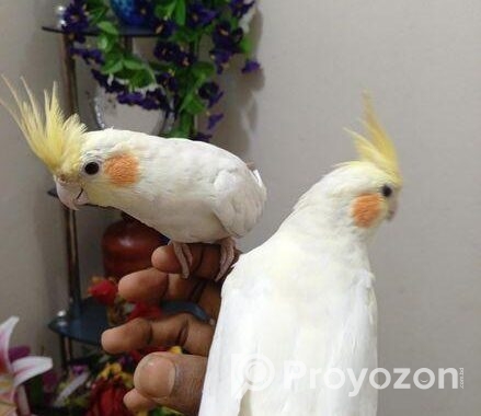 Cocotell Bird
