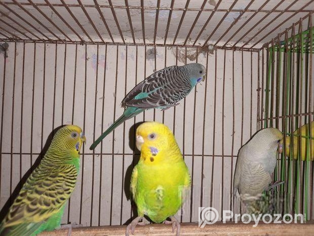 2 জোড়া রানিং ক্লাসিক বাজরিগার