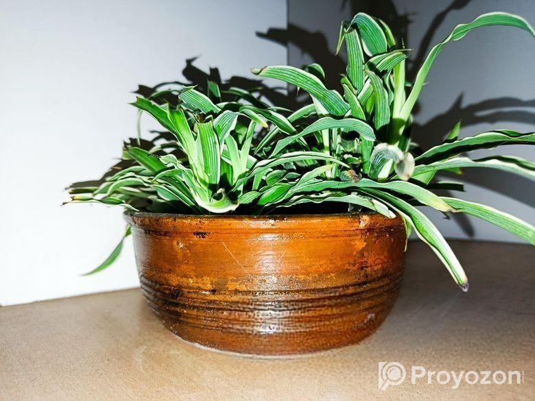 স্পাইডার প্ল্যান্ট