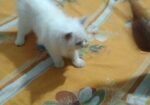 Traditional Persian kittens