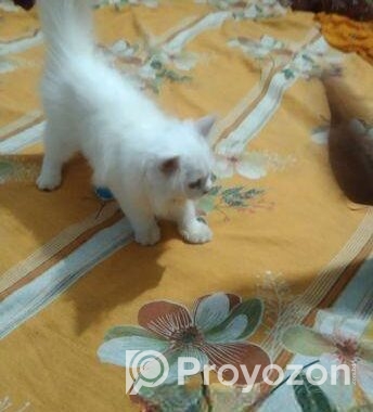 Traditional Persian kittens